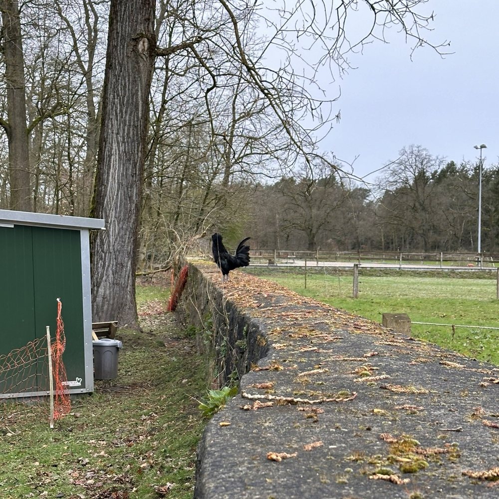 Forstgut Rehrhof - Rooster - Vacation Rentals Near Me - Rehlingen, NI Forstgut Rehrhof - Rooster - Vacation Rentals Near Me - Rehlingen, NI