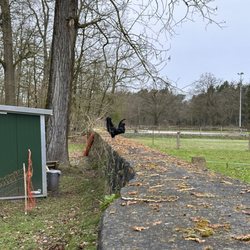 Forstgut Rehrhof - Rooster