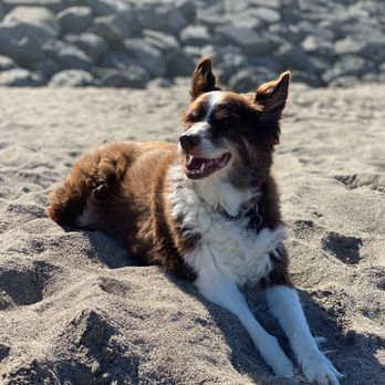 Gentle Hands Cherished Paws - RIP Ozzie - Pet Services Near Me - Tukwila, Washington