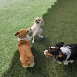 Happie Hounds