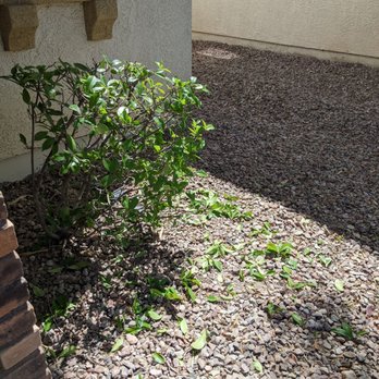 BILMAR Landscape Industries - This is how the landscape worker left my struggling plant in front of our house. - Landscaping Near Me - Las Vegas, Nevada