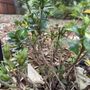 Kurt's Garden