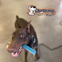 Off Leash K9 Training