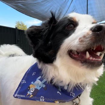 Furry Haven - Nice day! - Pet Boarding Near Me - Bountiful, Utah Furry Haven - Nice day! - Pet Boarding Near Me - Bountiful, Utah