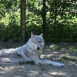 Howling Woods Farm