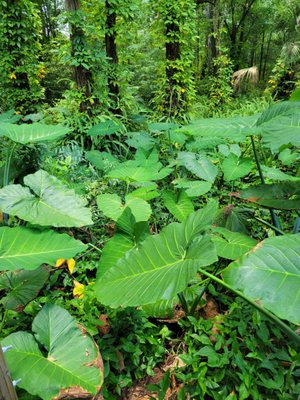 Sawgrass Lake Park by null