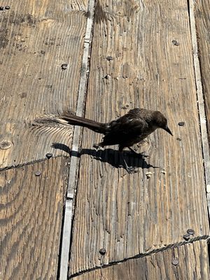 Malibu Pier by null