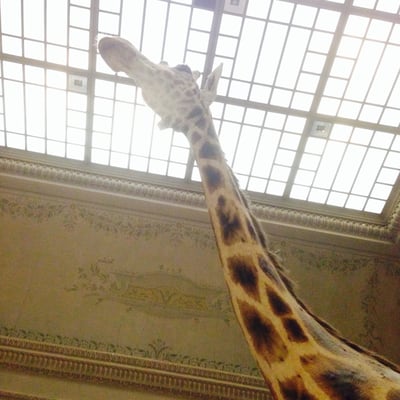 Royal Museum for Central Africa by null