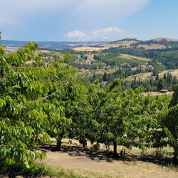 Rosedale Fruit Farm U Pick - Orchards and view