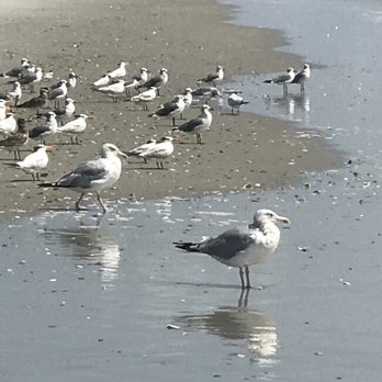 Hammocks Beach State Park - Birds seem very comfortable with people - Parks Near Me - Swansboro, North Carolina Hammocks Beach State Park - Birds seem very comfortable with people - Parks Near Me - Swansboro, North Carolina