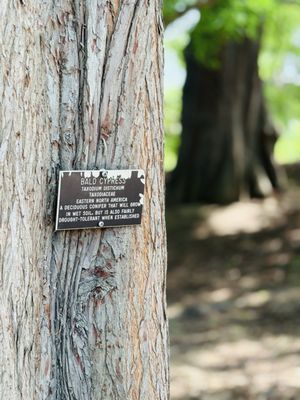 Arboretum and Botanical Garden at Cal State Fullerton by null