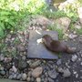 Photo of Curraghs Wildlife Park