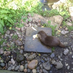 Curraghs Wildlife Park - Lucky otter