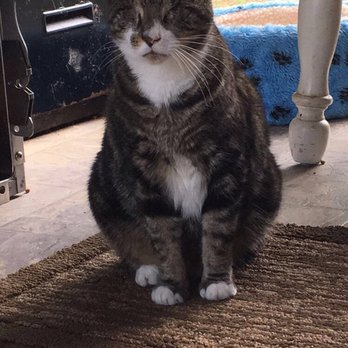 Pet Medical Center - One of our hospital cats named Noey! - Veterinarians Near Me - Delmar, Delaware Pet Medical Center - One of our hospital cats named Noey! - Veterinarians Near Me - Delmar, Delaware