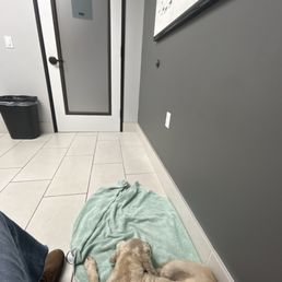 My pet waiting for his exam. My pet waiting for his exam.