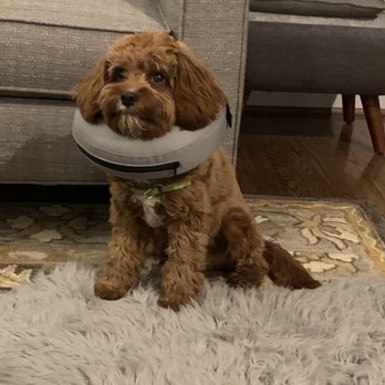 Anicira Veterinary Center - Mr Whiskey post-op - Veterinarians Near Me - Harrisonburg, Virginia