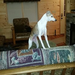 Luray Country Cabins - Katie surveying the cabin