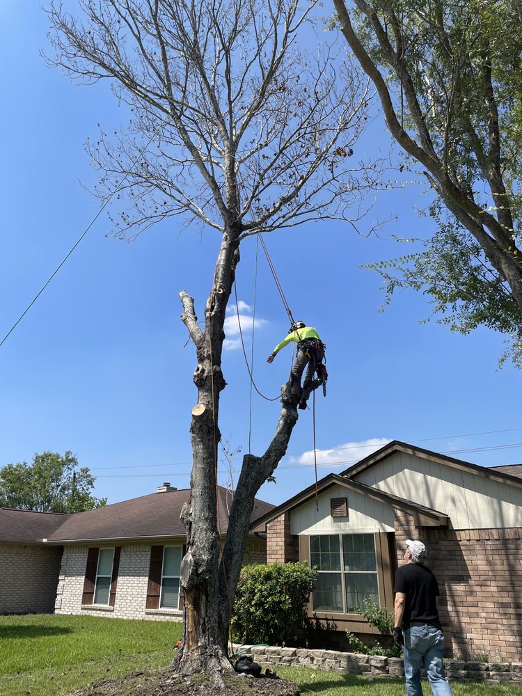 Professional Tree Care - tree service in Houston, TX