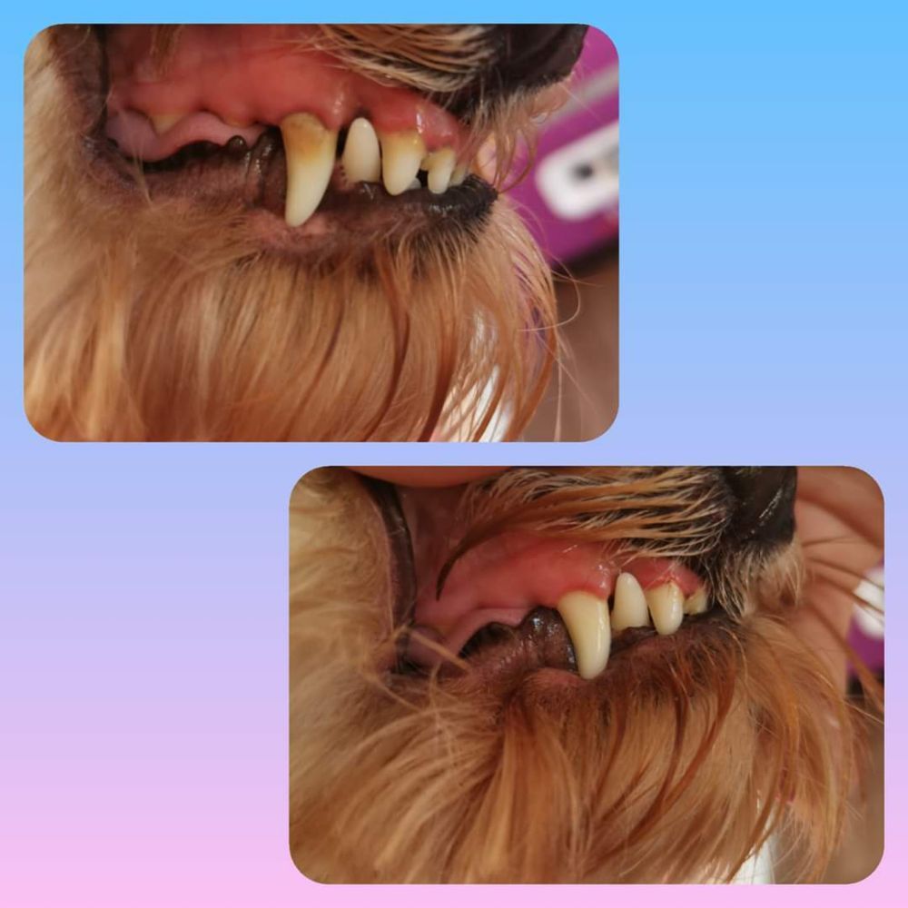 BUBBLES AND CUDDLES Request an Appointment Vine Road, Tiptree