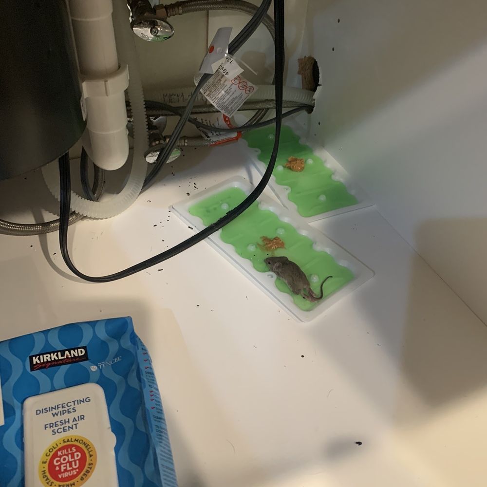 Anden - Mouse number 5! - Apartments Near Me - San Marcos, California