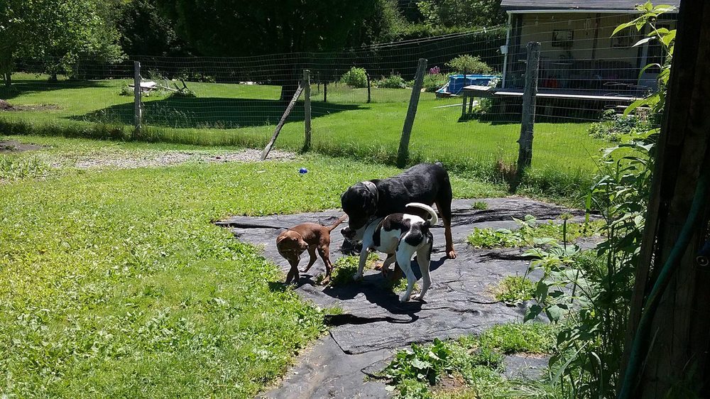 NORTH DANVILLE PET HOTEL Updated July 2024 32 Photos 1319 N