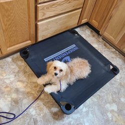 Independent K-9