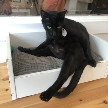 Pounce Cat Cafe - Brimley - Themed Cafes Near Me - Savannah, Georgia