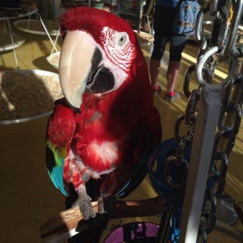 Omar's Exotic Birds - Pet Stores Near Me - Brea, California