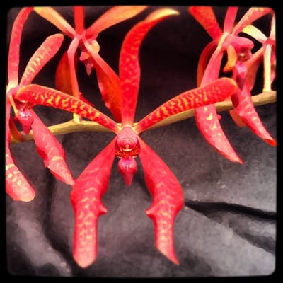 AMAZONIA ORCHIDS - Updated January 2025 - 12 Photos - 17899 SW 280th St