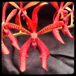 Amazonia Orchids