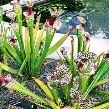 Cheekwood - Sarracenia x 'Lunchbox' - Hybrid Pitcher Plant - Botanical Gardens Near Me - Nashville, Tennessee