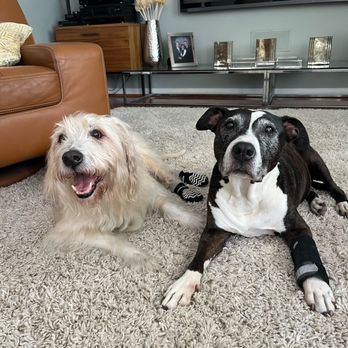 Green Meadows Veterinary Care - Yogi and his sister, Lilly - Veterinarians Near Me Green Meadows Veterinary Care - Yogi and his sister, Lilly - Veterinarians Near Me