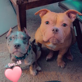 Northgate Veterinary Clinic - Athena and ApolloThey deserve the best care and Athena does not deserve the way she has been treated there. - Veterinarians Near Me - Seattle, Washington