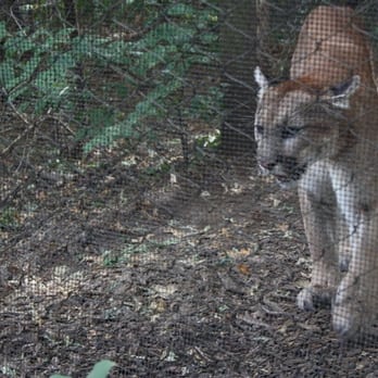 Van Saun County Park - Mountain Lions - Parks Near Me - Paramus, New Jersey Van Saun County Park - Mountain Lions - Parks Near Me - Paramus, New Jersey