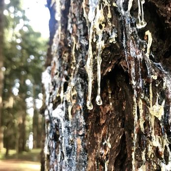 Pier Park - Parks Near Me - Portland, Oregon