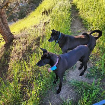Adopt A Doggie - Pet Adoption Near Me Adopt A Doggie - Pet Adoption Near Me