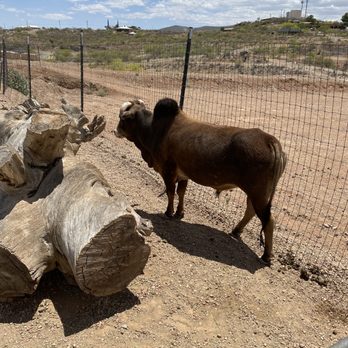 Good Enough Mine Tour - Historical Tours Near Me - Tombstone, Arizona