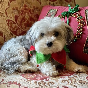 Pampered Paws - Pet Groomers Near Me - Collierville, Tennessee