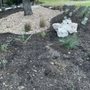 Photo of Cherry Creek Landscaping