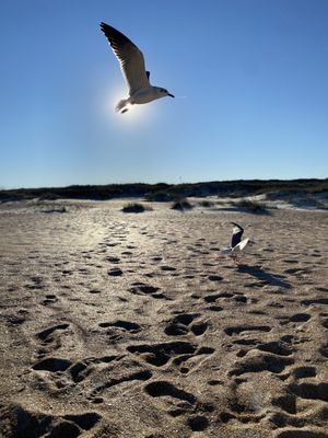 Anastasia State Park by null