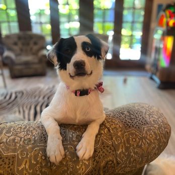 Cedar Oaks Rescue - Happy in her new home - Animal Shelters Near Me Cedar Oaks Rescue - Happy in her new home - Animal Shelters Near Me