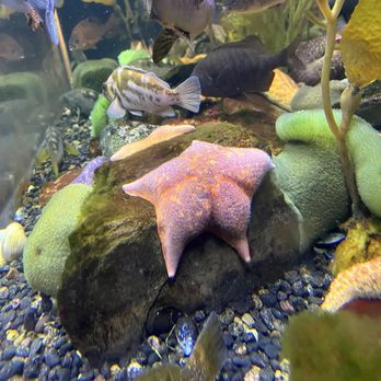 Downtown Aquarium - Starfish - Museums Near Me - Denver, Colorado Downtown Aquarium - Starfish - Museums Near Me - Denver, Colorado