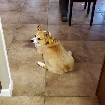 Dogs R US - Posing like a celebrity by the pool - Pet Groomers Near Me - Mary Esther, Florida