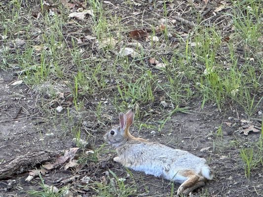 State Game Lodge by null