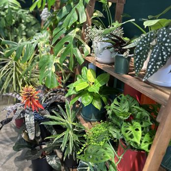 Plantoem - Pretty plants - Cafes Near Me - Honolulu, Hawaii