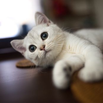 Catnificent Cattery - Pet Breeders Near Me