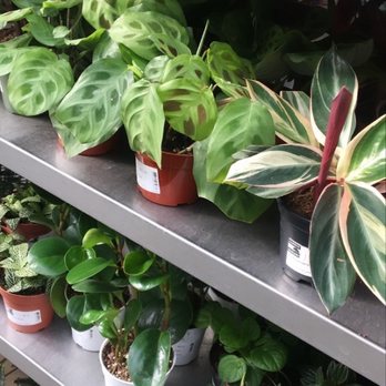 Clement Nursery - Selection of house plants - Nurseries & Gardening Near Me - San Francisco, California Clement Nursery - Selection of house plants - Nurseries & Gardening Near Me - San Francisco, California