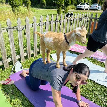 Horse and Goat Yoga - Yoga Near Me - Maple Glen, Pennsylvania Horse and Goat Yoga - Yoga Near Me - Maple Glen, Pennsylvania