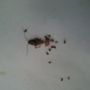 Photo of AL Martinez Pest and Termite Control