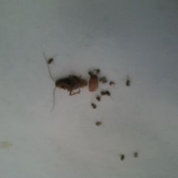 AL Martinez Pest and Termite Control